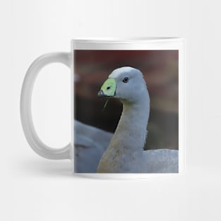 Green Black Beak and Gray Feathers Cape Barren Goose at The Zoo Mug